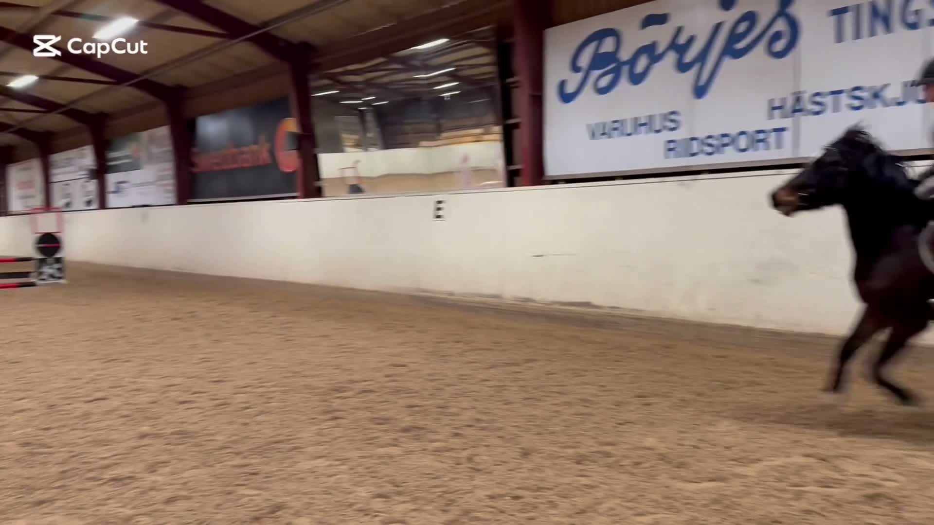 Allround hästar till salu: Vacker & charmig kille m massa potential. - Video 3