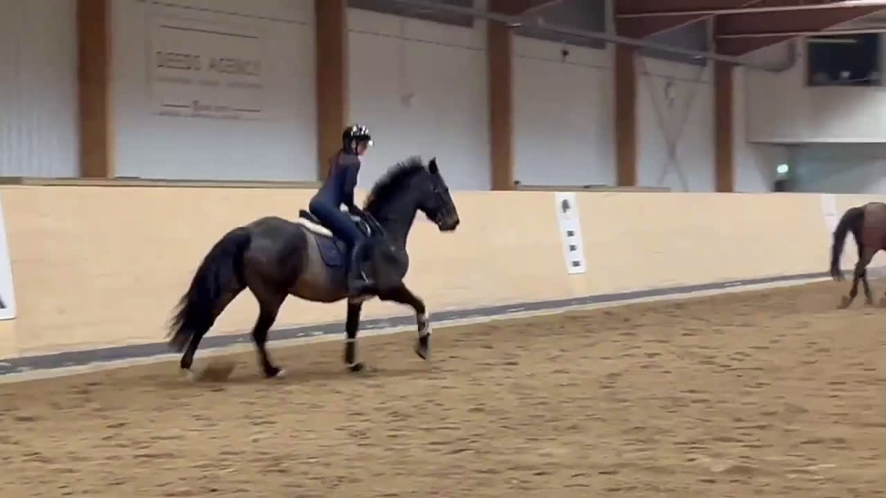 Allround hästar till salu: Världens finaste kille - Video 4