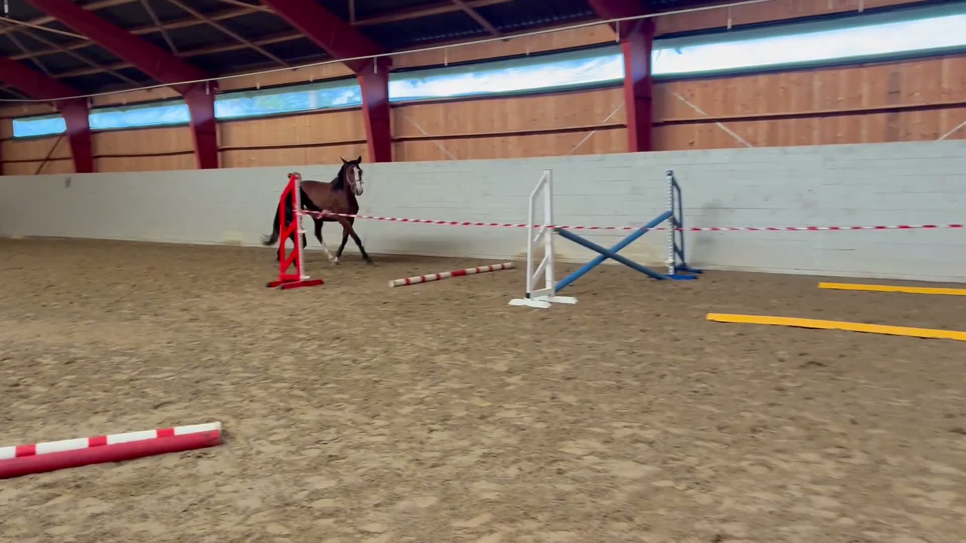 Hoppning hästar till salu: SWB 3år Ogano Sitte - Video 3