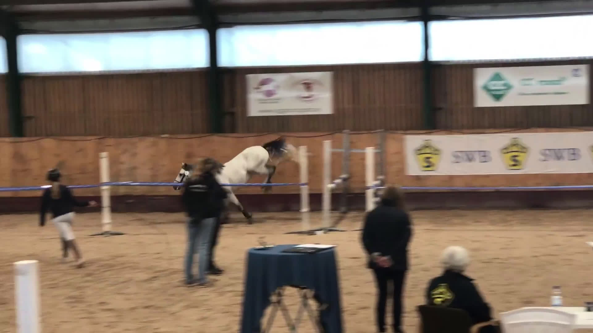 Allround hästar till salu: Lovande 3-åring i Förslöv - Video 2