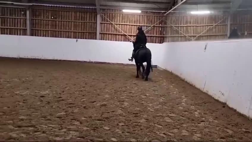 Dressyr hästar till salu: Stilig halv Friser  - Video 1