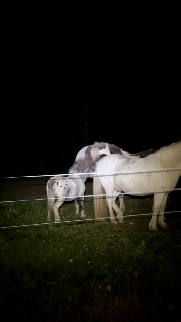 Övrigt hästar till salu: En liten herre med enorm personlighet.  i Stöde - Video 1