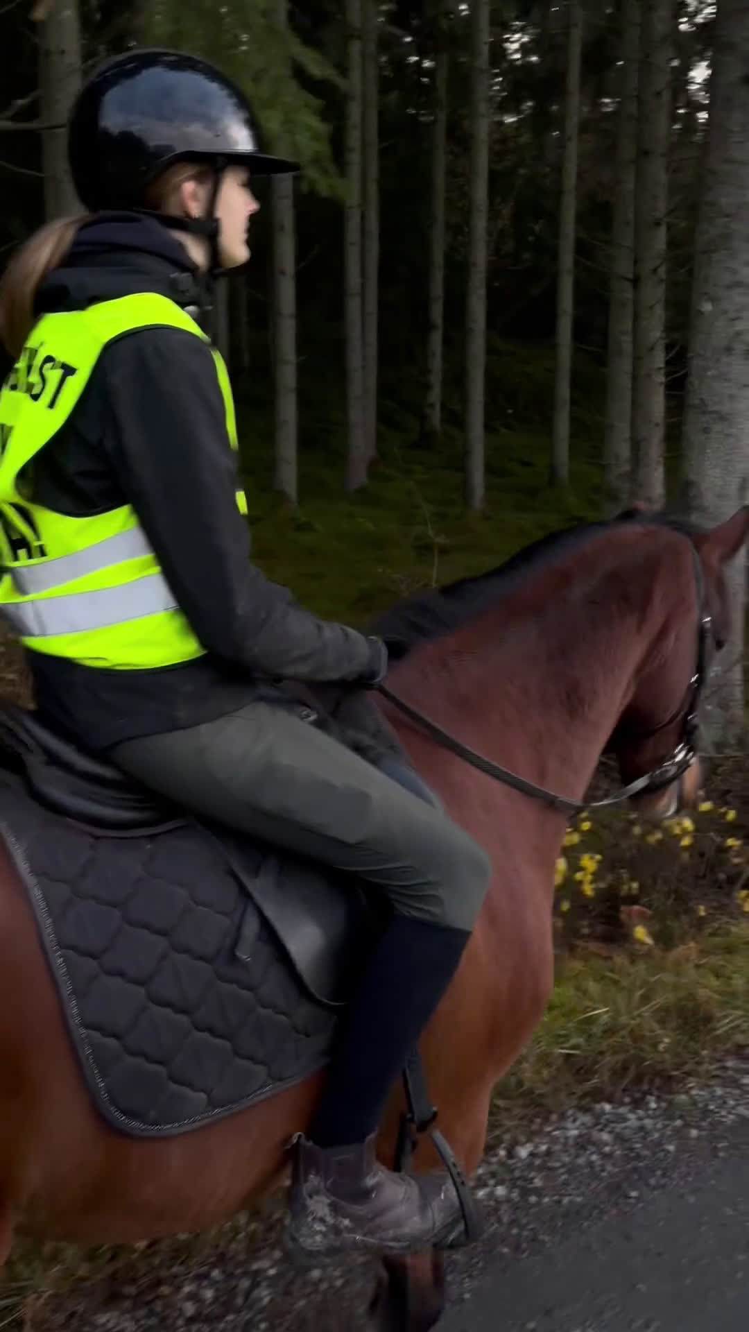 Allround hästar till salu: Intressekoll i Grästorp - Video 1