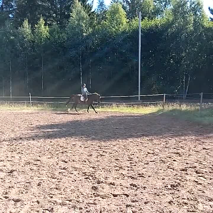 Dressyr hästar till salu: Trevlig 4åring e Janiero platinum - Video 1