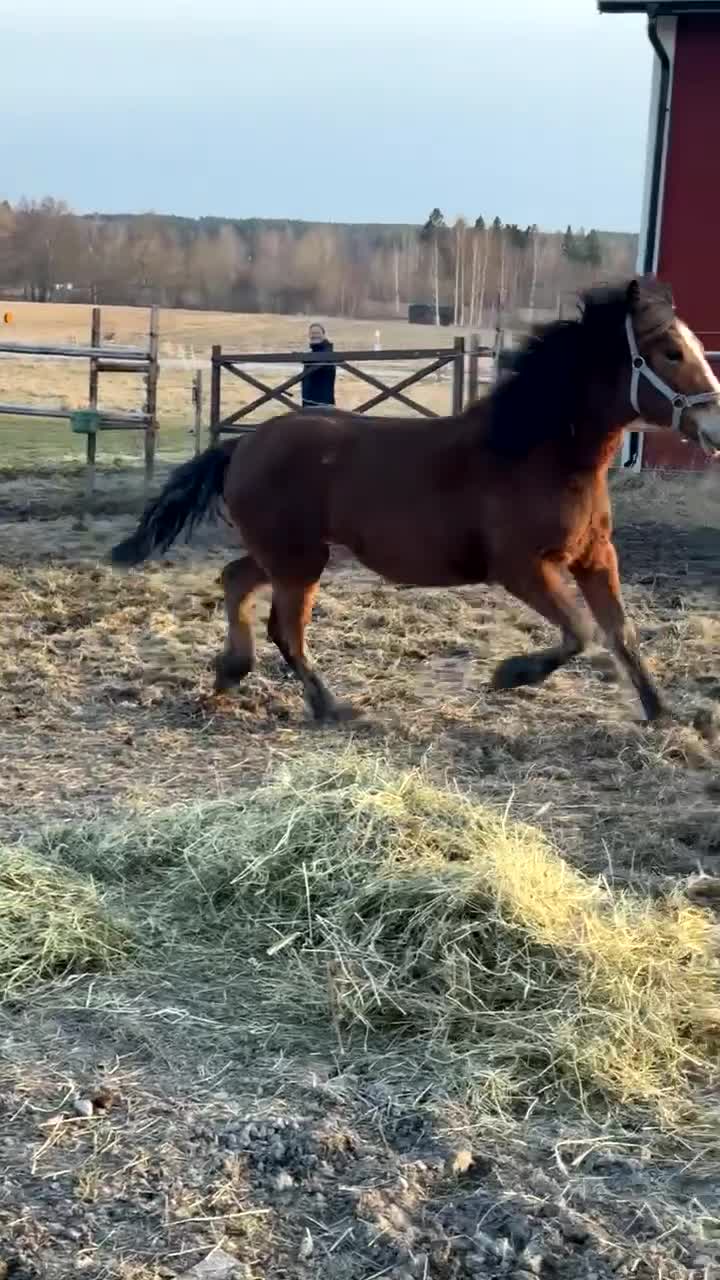 Trav hästar till salu: Fin Ettåring  i Norrala - Video 1