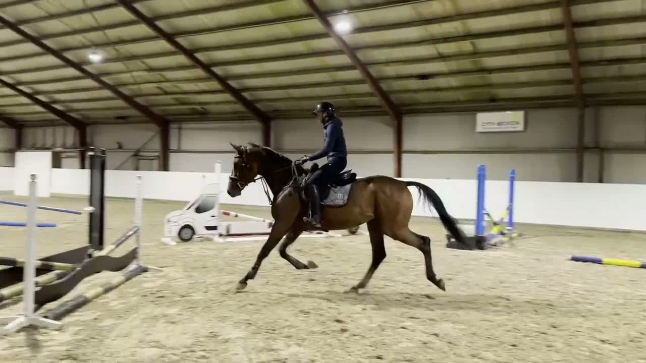 Hoppning hästar till salu: Topstammad unghäst  - Video 1