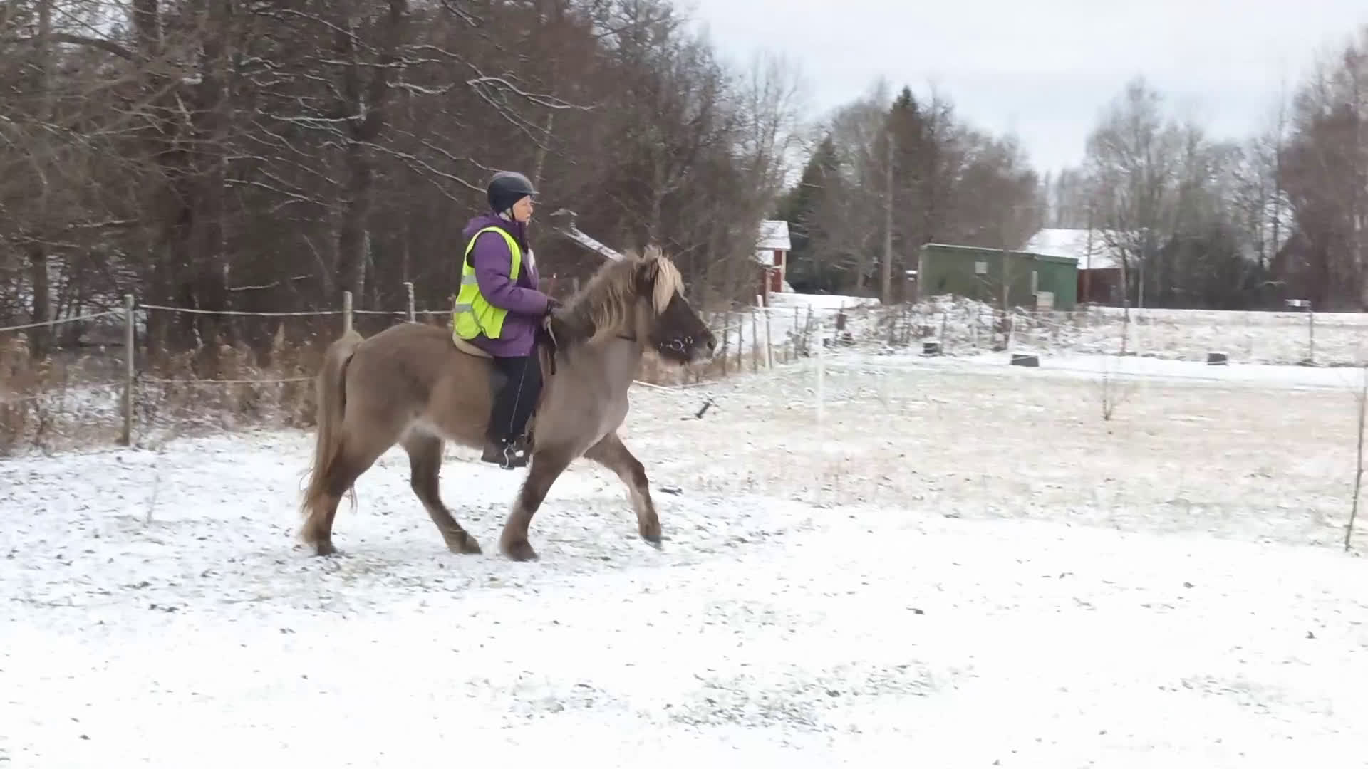 Island hästar till salu: Arbetsvilligt sto med fina gångarter, fler bilder. - Video 5