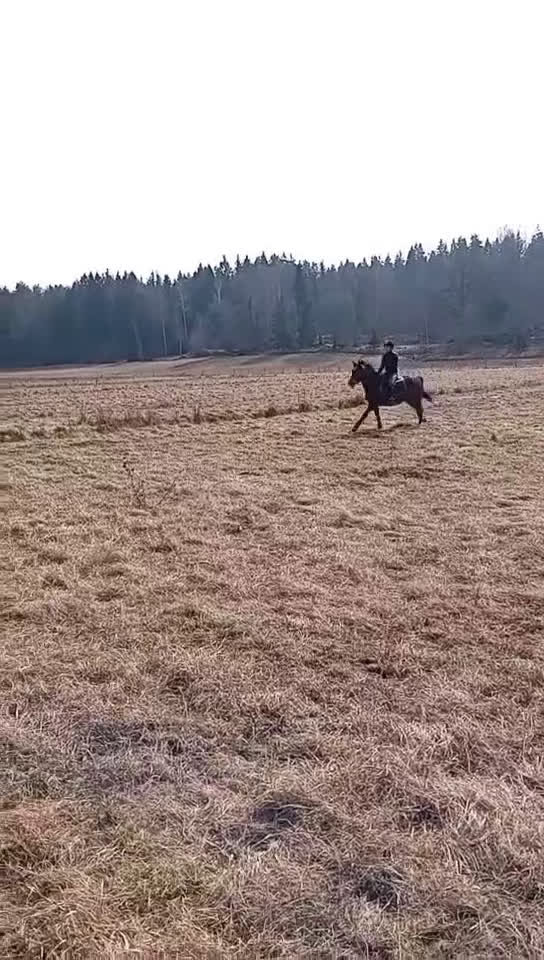 Sällskap hästar till salu: Söker nytt hem med massa mys  - Video 1