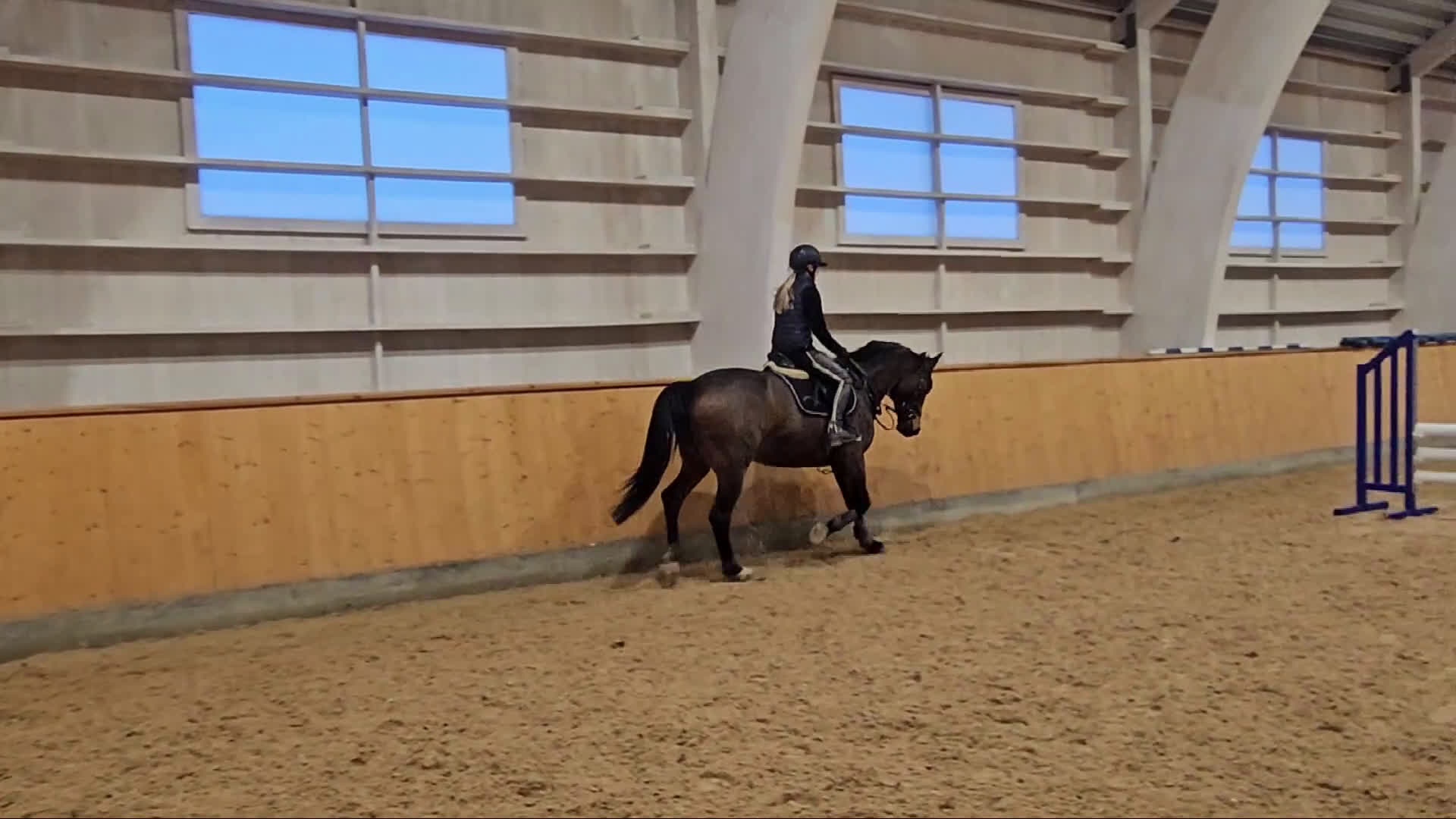 Allround hästar till salu: Charmigt och välridet sto. - Video 1