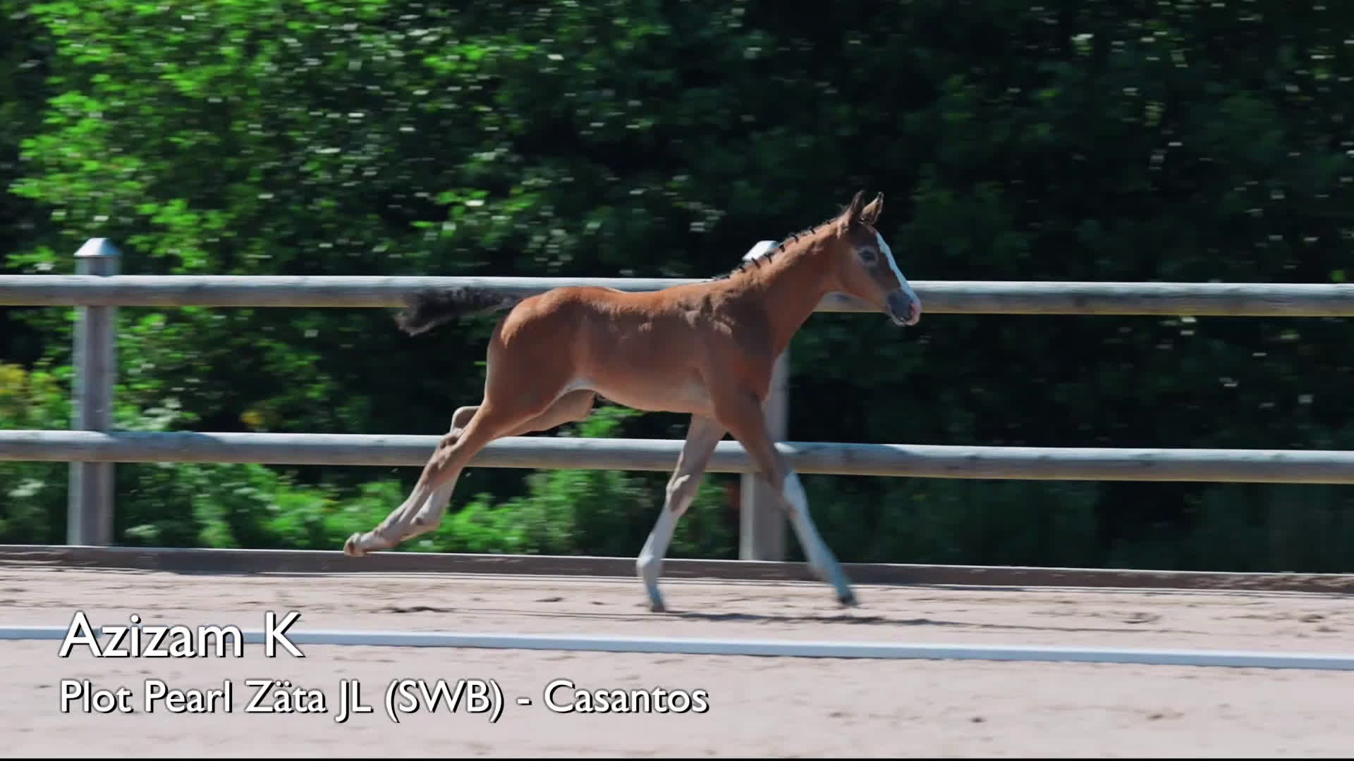 Hoppning hästar till salu: Härligt hingstföl med framåtanda ! i Sävsjö - Video 1