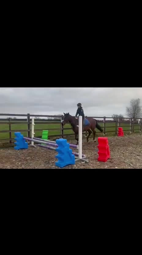 Allround hästar till salu: Vackert och supertrevligt ISH sto! ⭐️ - Video 4