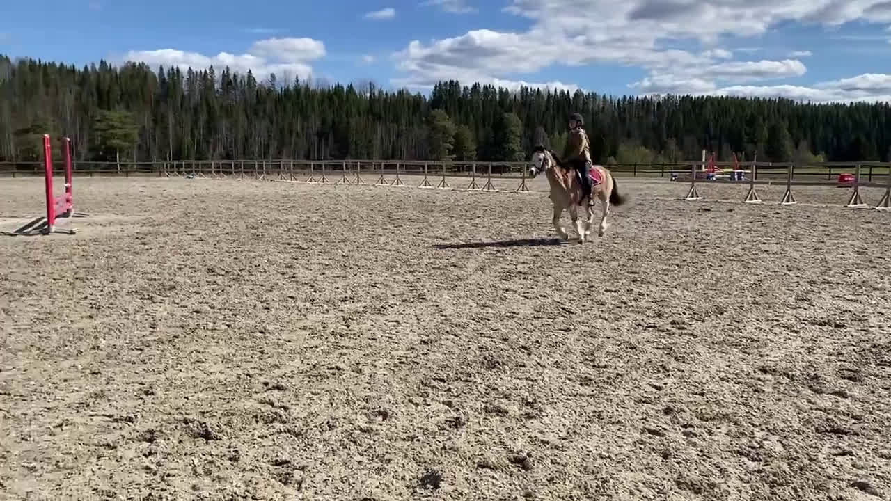 Allround hästar till salu: Sötaste och snällaste barnponnyn - Video 2