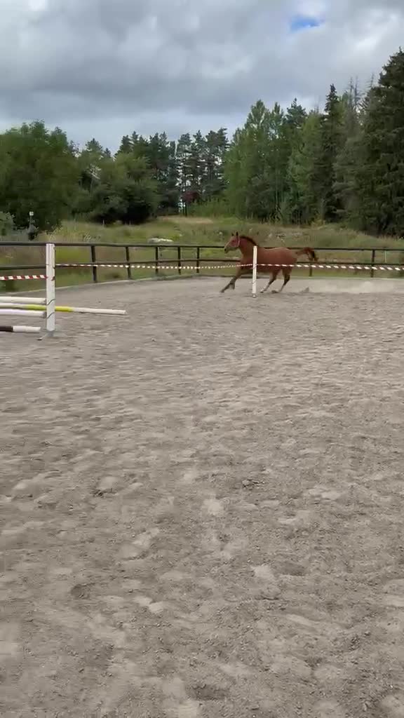 Hoppning hästar till salu: Välstammad valack - Video 1
