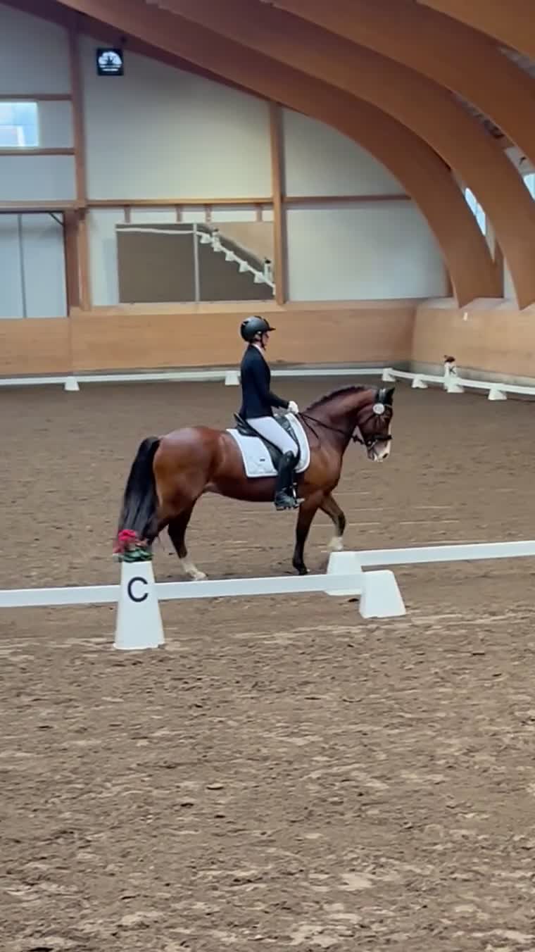 Fälttävlan hästar till salu: D-ponny med mycket potential  - Video 3