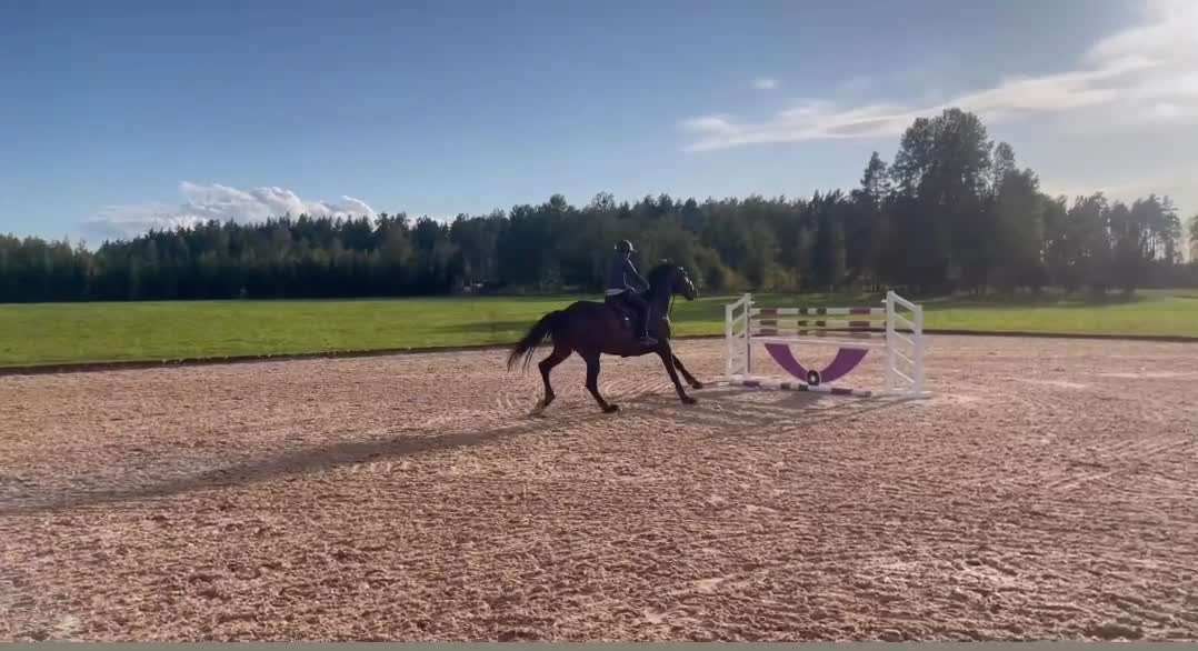 Hoppning hästar till salu: Extremt talangfull 7 åring  i Sala - Video 1