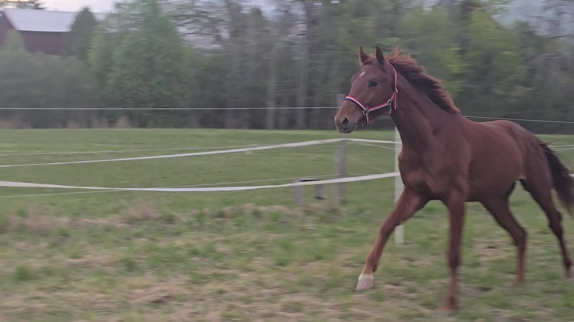 Dressyr hästar till salu: Röd Ferrari - Video 4