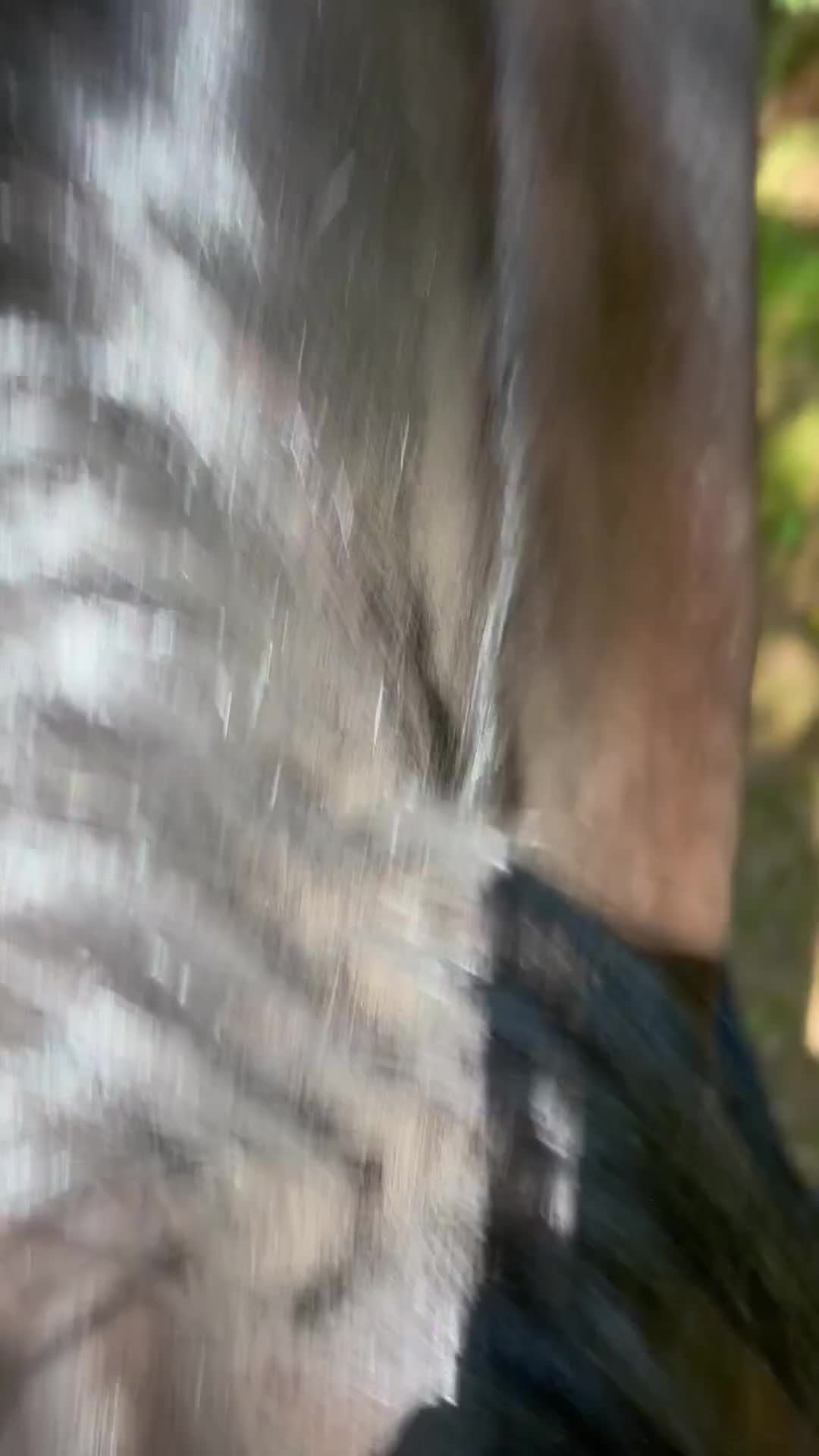 Western hästar till salu: Intressekoll - Quarter - Video 2