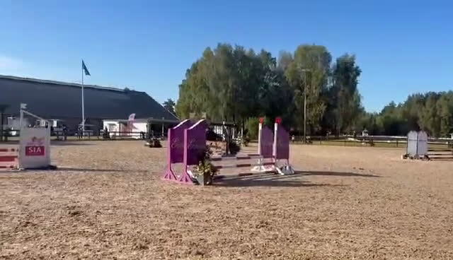 Allround hästar till salu: Maxad C-ponny, New Forest - Video 1