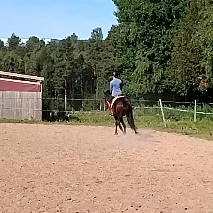 Dressyr hästar till salu: Trevlig 4åring e Janiero platinum - Video 2