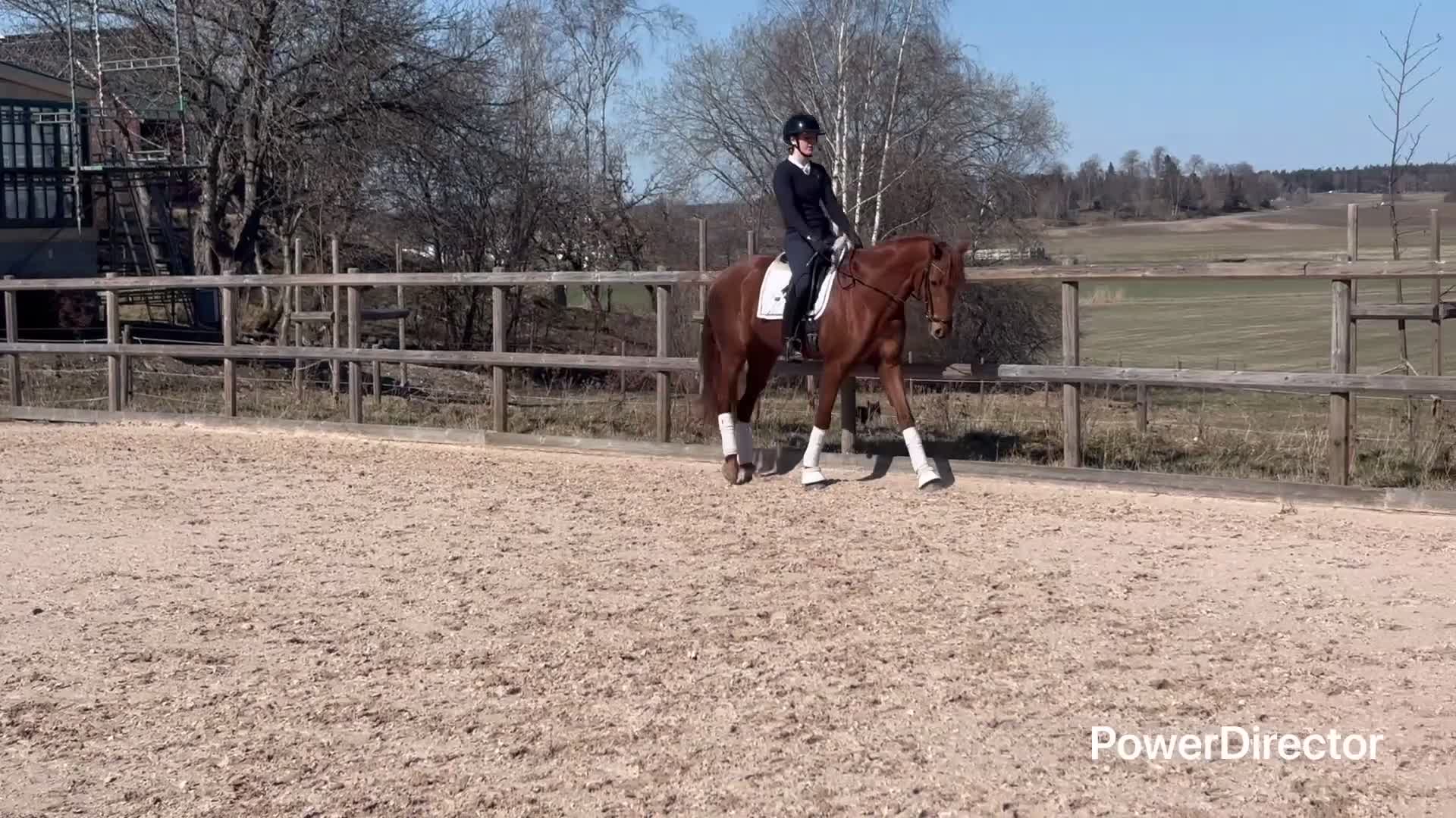 Dressyr hästar till salu: Välstammat 3-årssto av mindre modell - Video 1