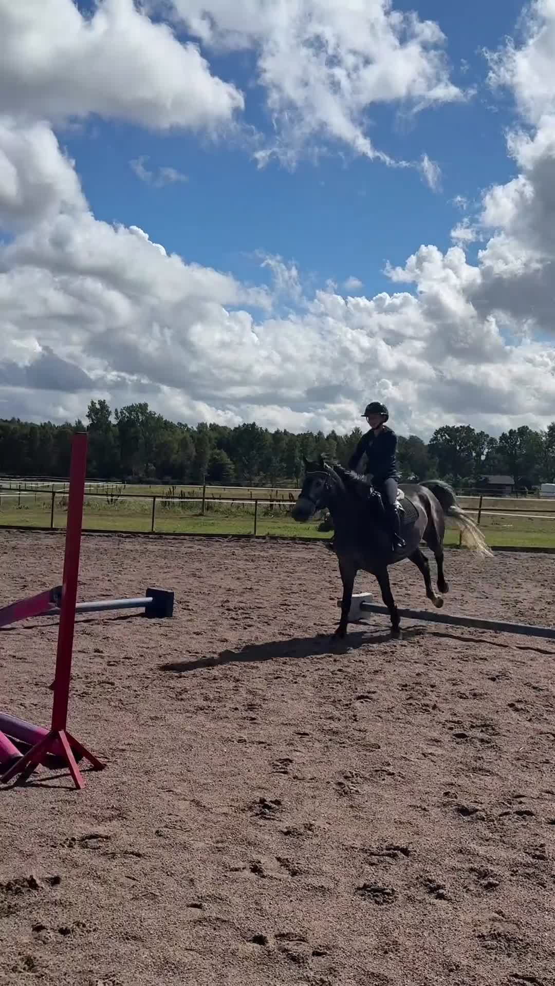 Hoppning hästar till salu: Välhoppande ponny med kapacitet!  - Video 2