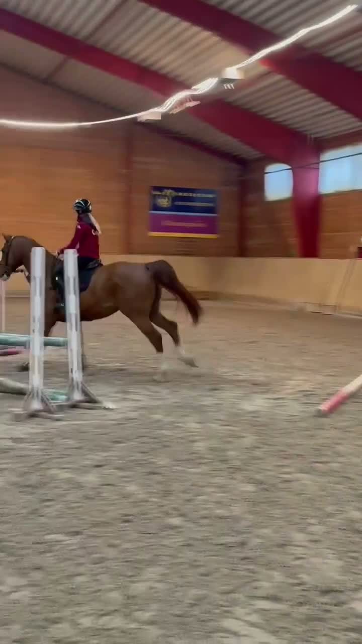Hoppning hästar till salu: Unghest for de større klassene i Kvinesdal - Video 2