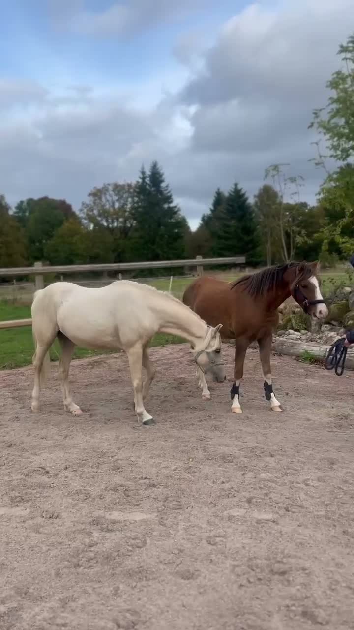 Allround hästar till salu: Ungponny med mycket utstrålning ⭐️ - Video 3