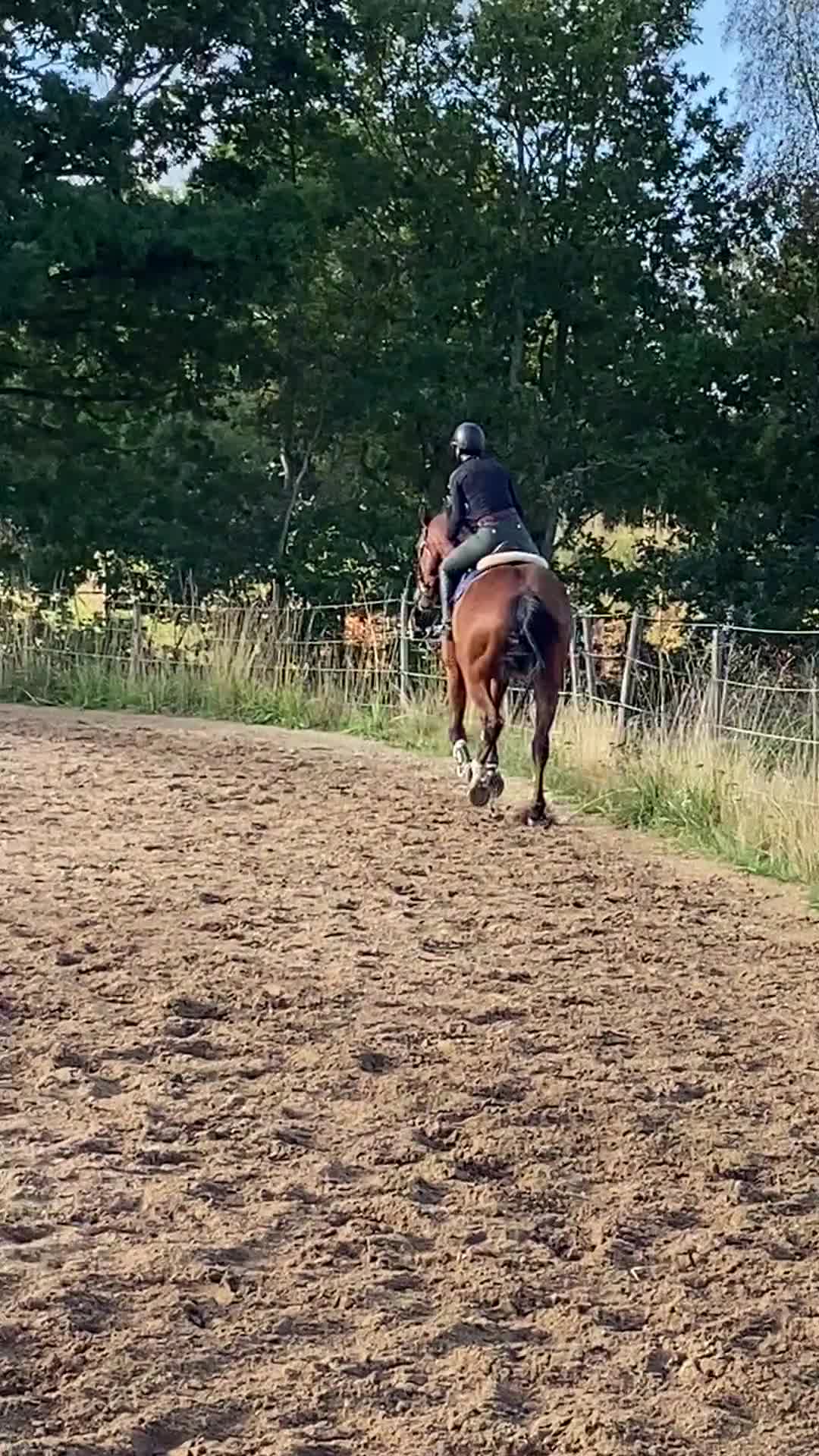 Allround hästar till salu: SWB valack f-16 - Video 2