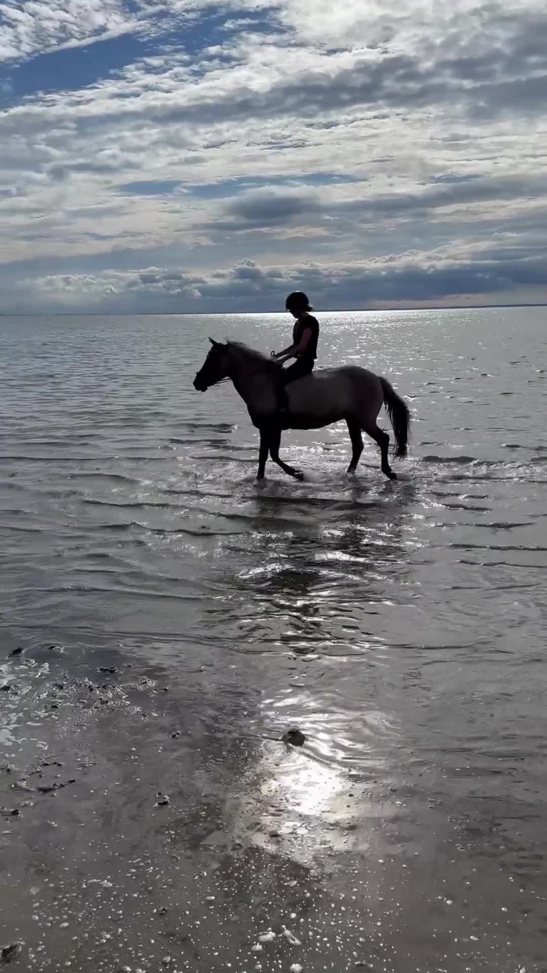 Allround hästar till salu: C-ponny sto - Video 2