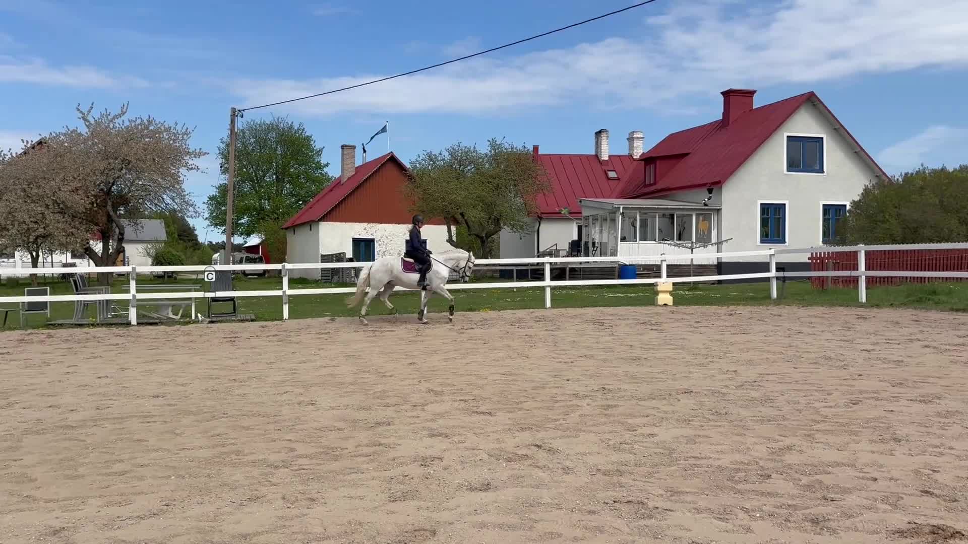 Allround hästar till salu: Iberiskt sto  - Video 4