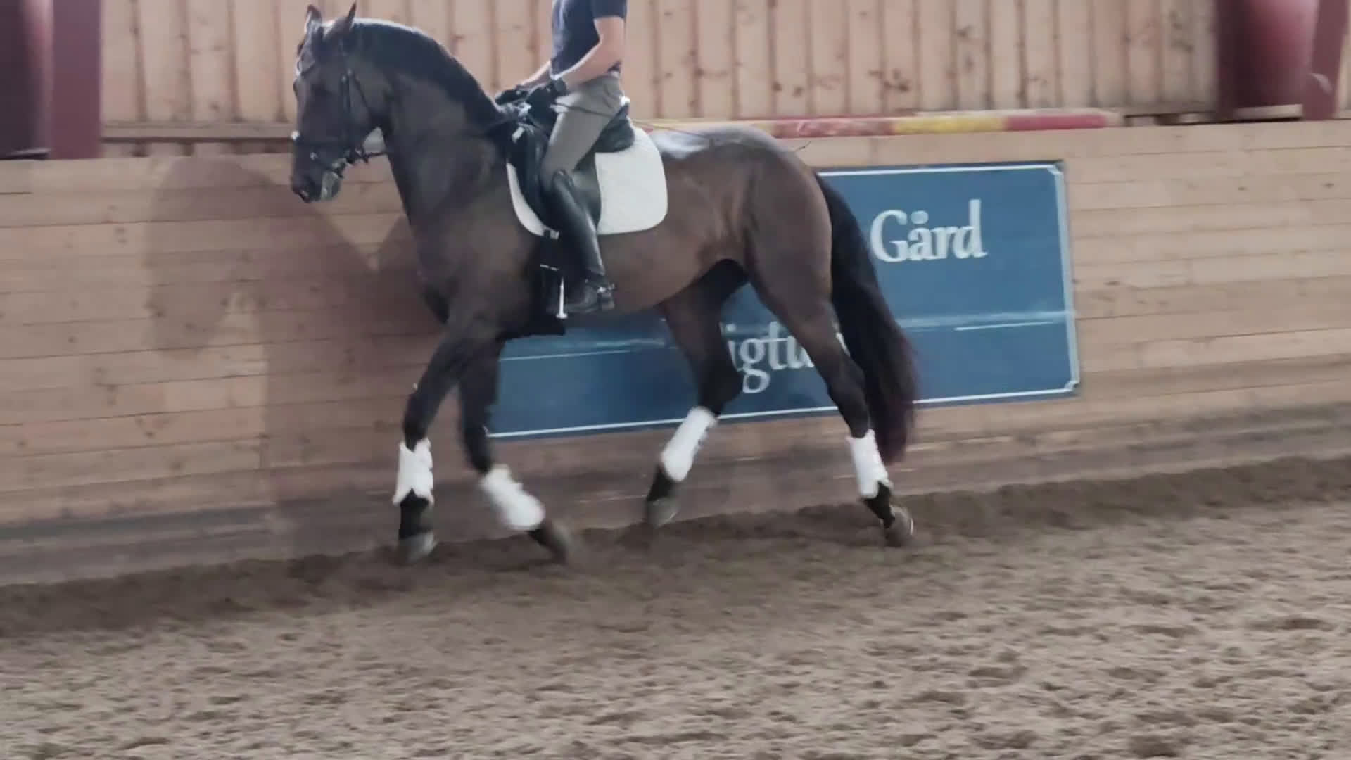 Dressyr hästar till salu: YR-häst men även perfekt dam-häst!! i Märsta - Video 2