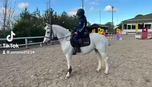 Hoppning hästar till salu: Drömponny till salu! - Video 1