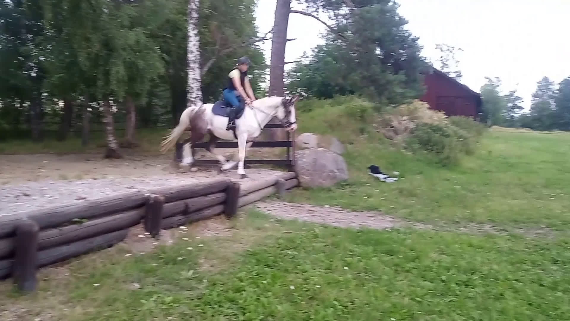  medryttarhäst finnes: Kalypso söker medryttare i Bro - Video 1