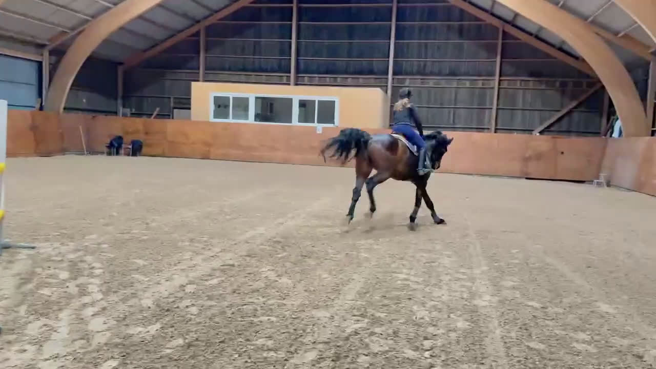 Allround hästar till salu: Är han din blivande träningskompis!? - Video 1