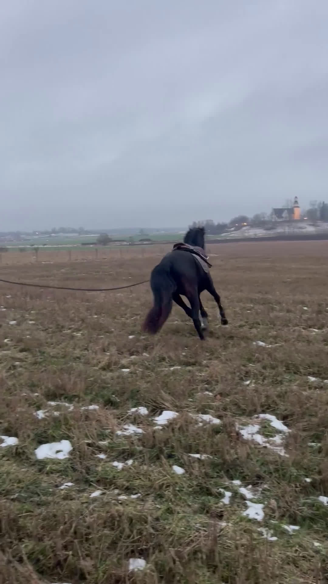 Dressyr hästar till salu: Intelligent uppmärksamt sto  - Video 1