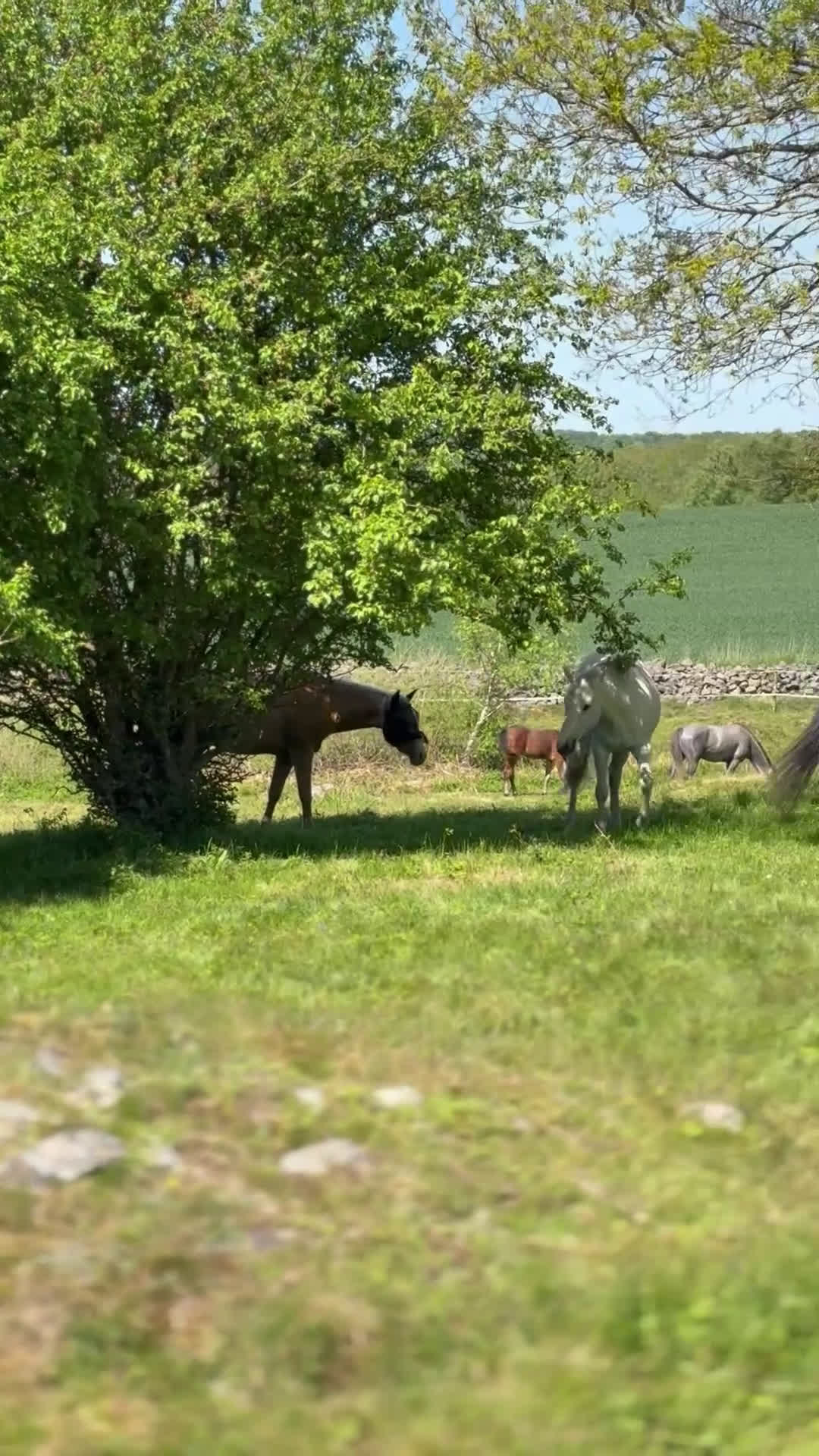  stallplats finnes: Sommarbete i Kågeröd - Video 2