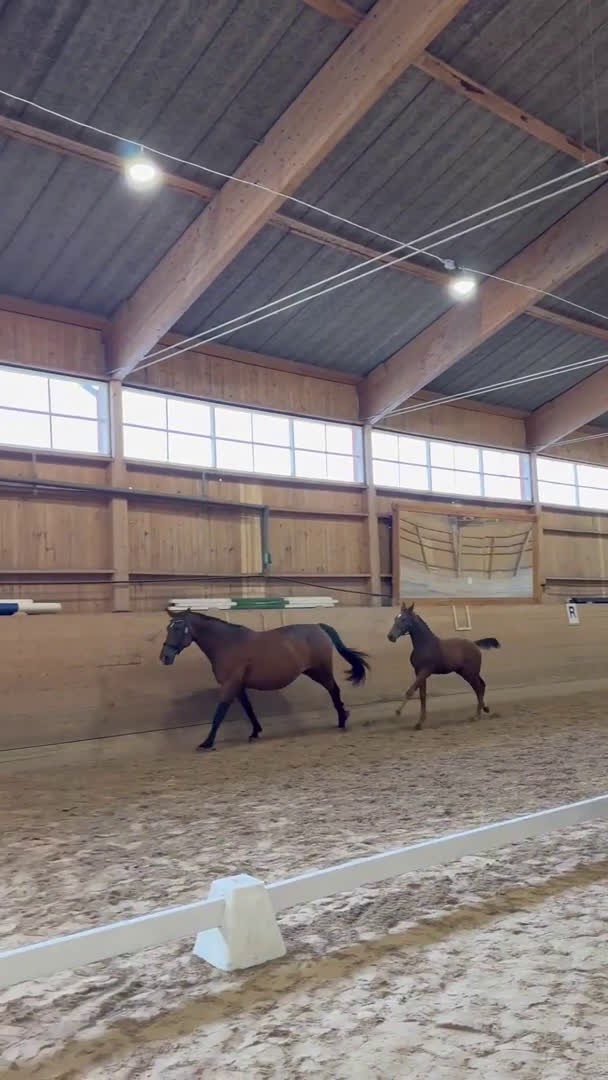 Hoppning hästar till salu: Ettåring Nebraska VDL - Hip Hop i Östra Ämtervik - Video 2