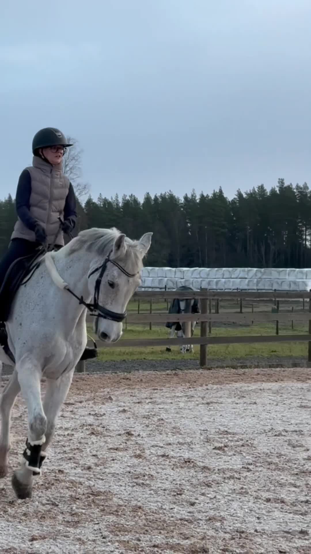 Allround hästar till salu: Bästa vän söker nytt hem - Video 1