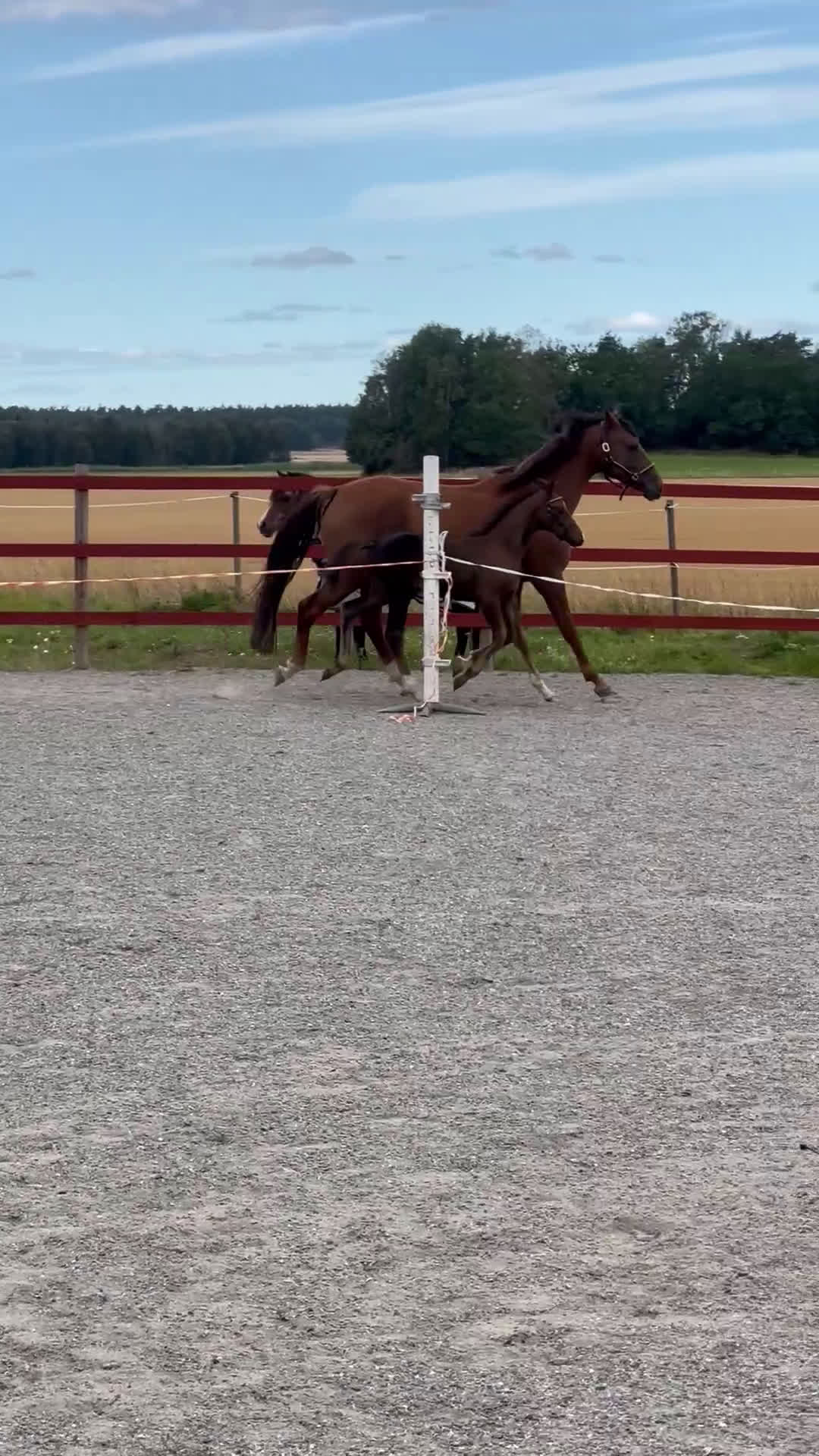 Dressyr hästar till salu: Premieföl med utstrålning och grymt temperament!  i Enköping - Video 1