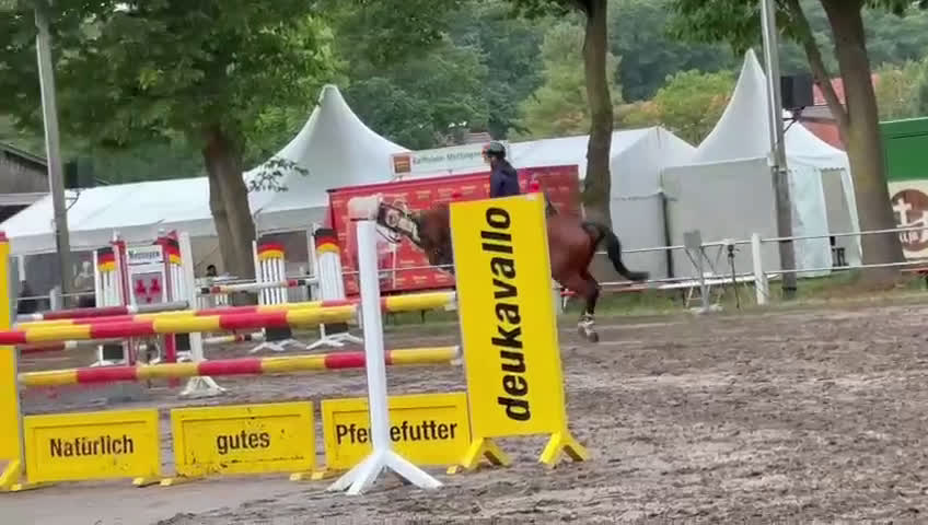 Hoppning hästar till salu: Ädel toppstammad 7-åring med kapacitet i Mörarp - Video 4