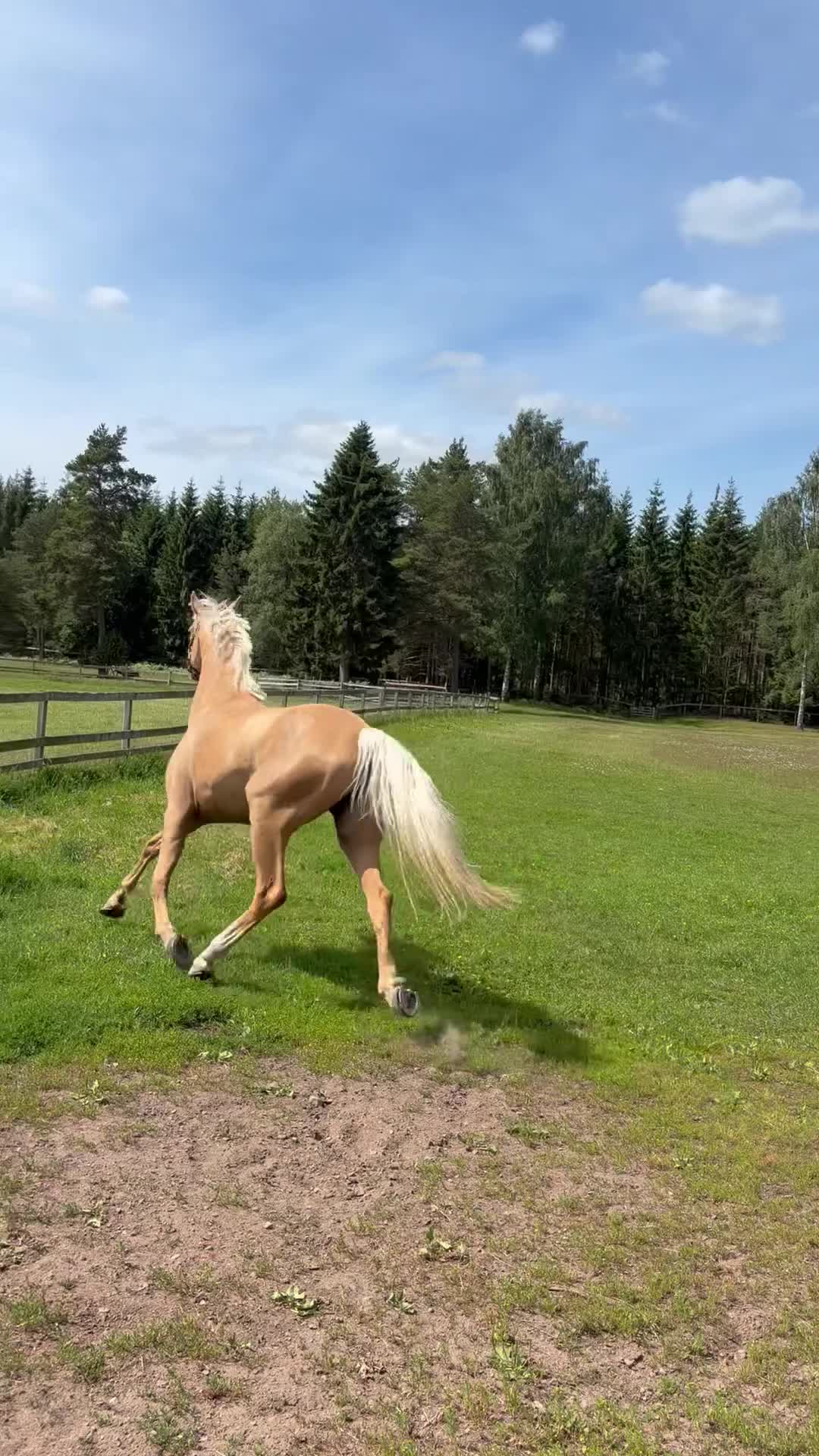 Dressyr hästar till salu: Toppklassigt dressyr sto 🐴 - Video 3