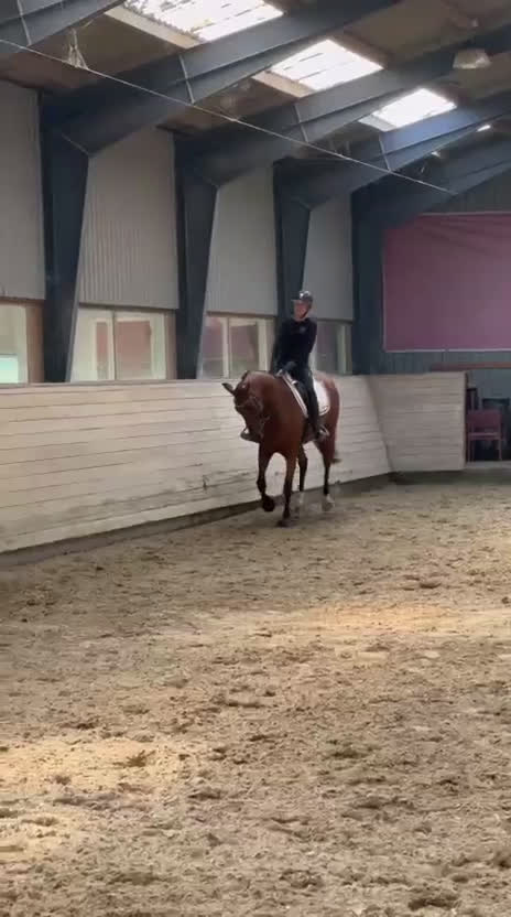 Dressyr hästar till salu: HAVE A BID…. Future star.. Good price!  i Hårlev - Video 3