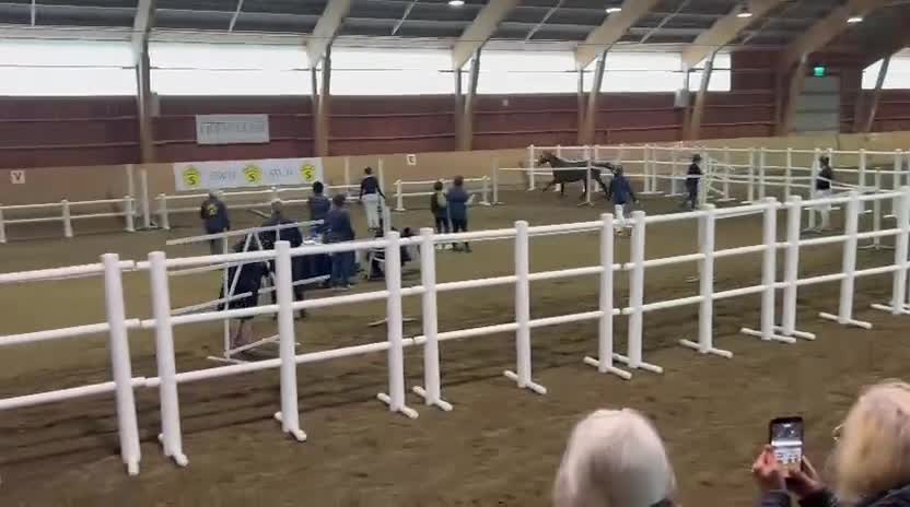 Hoppning hästar till salu: Superfin sporthäst! - Video 2