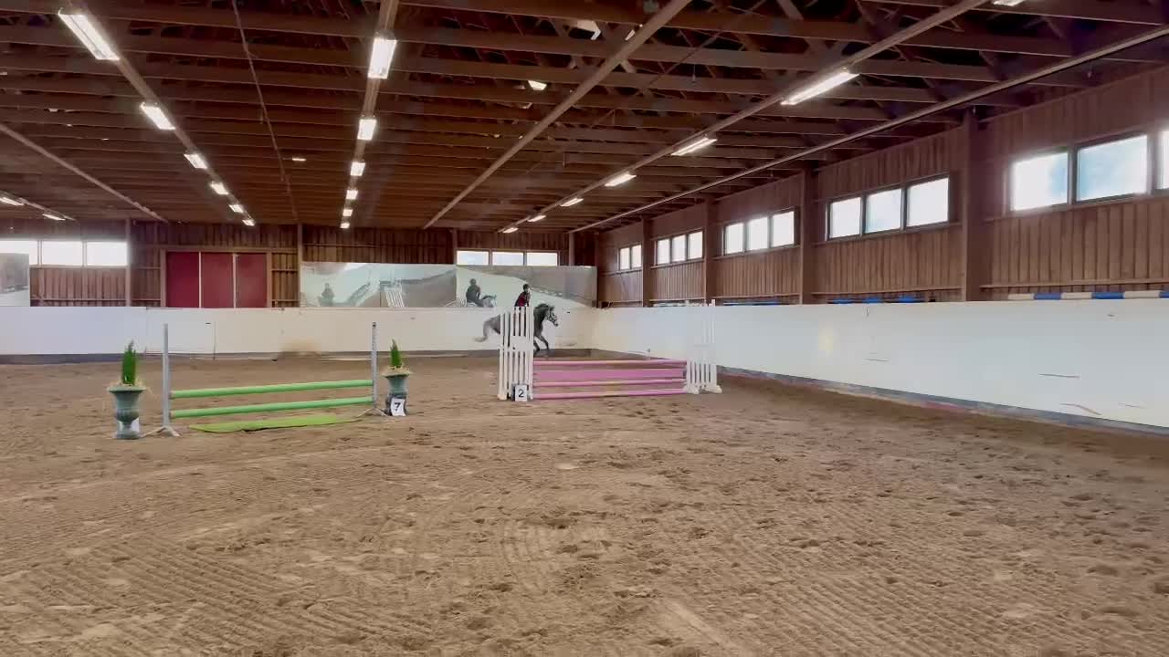 Allround hästar till salu: 5 årig dubbeltalang - Video 4