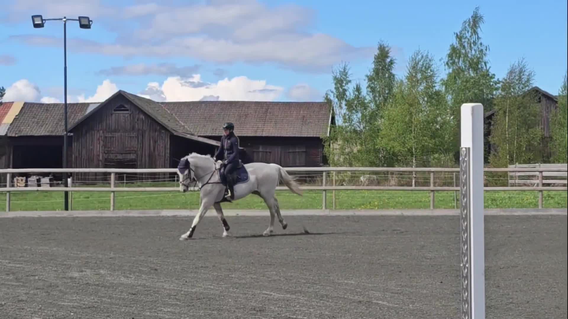 Allround hästar till salu: En riktig gentleman. - Video 2