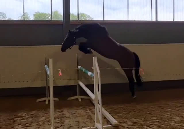 Hoppning hästar till salu: Avelsto med scoop i Vankiva - Video 1