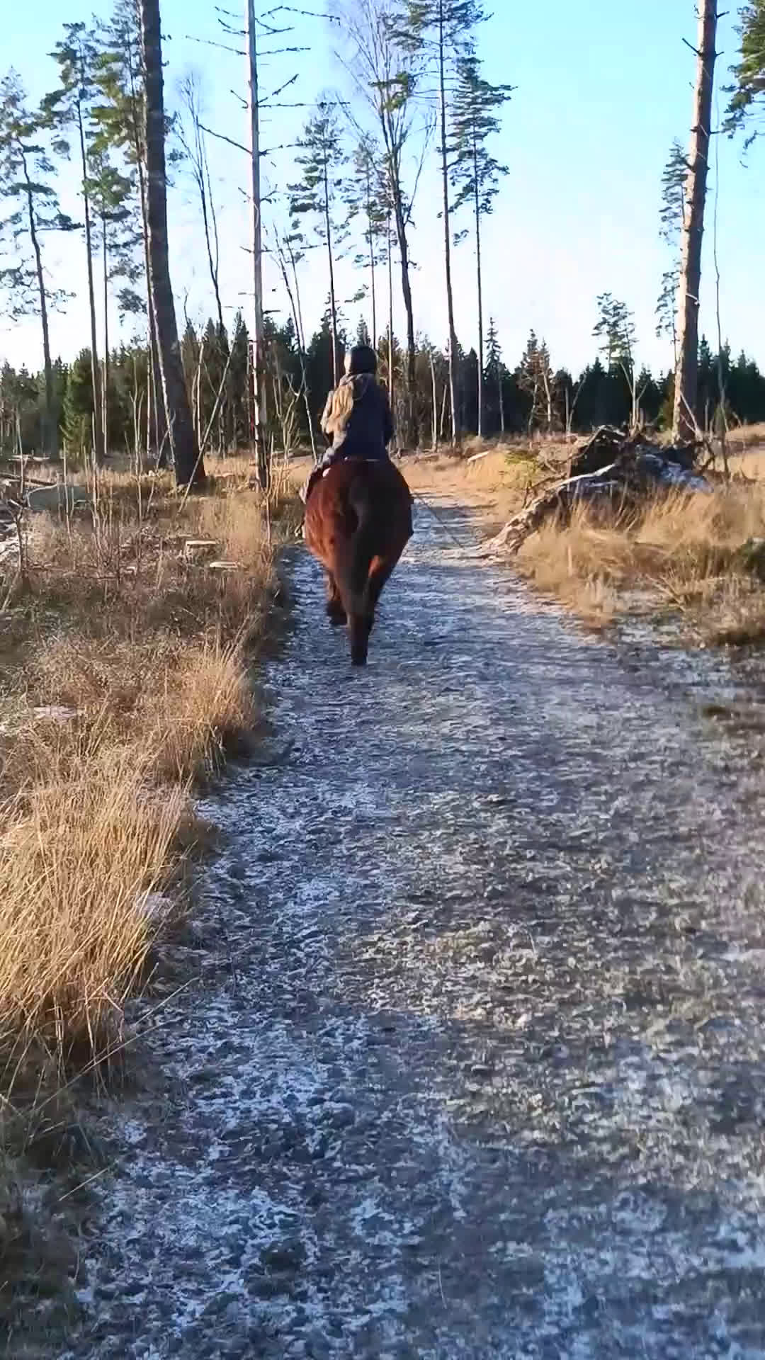 Allround hästar till salu: Barnponny som älskar skogsturer  i Nässjö - Video 3