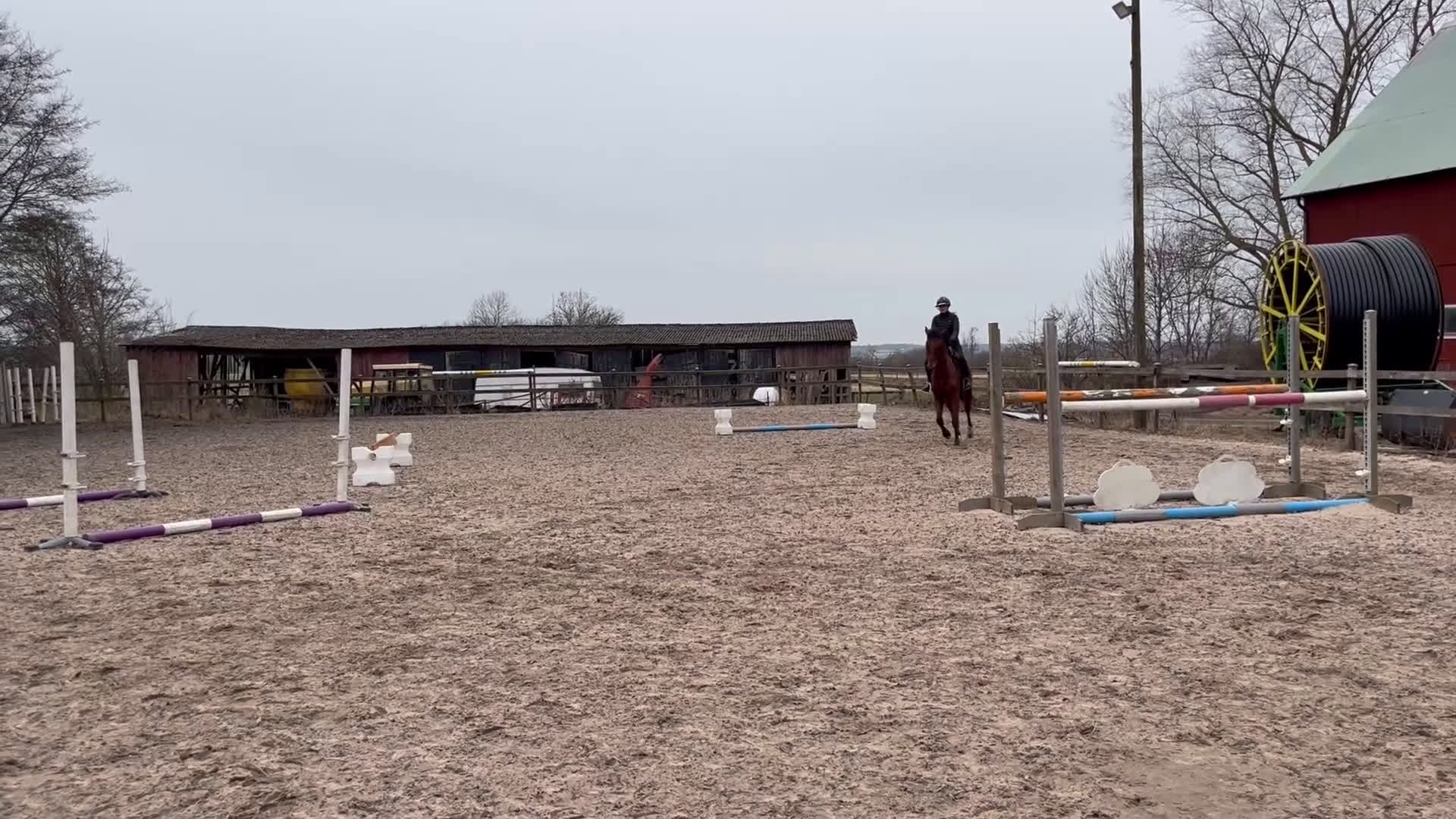 Hoppning hästar till salu: Max Verstappen  - Video 4