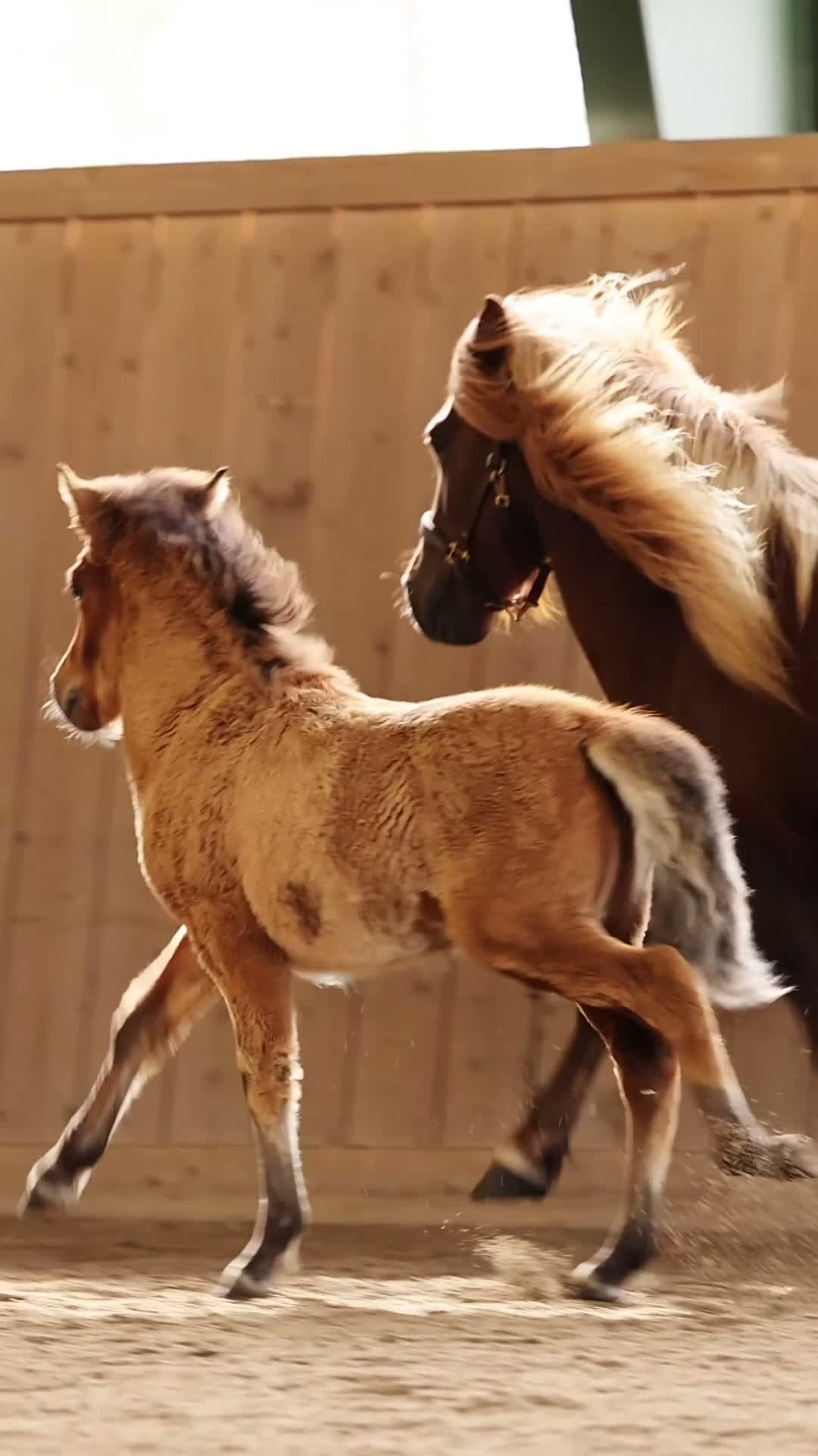 Island hästar till salu: En fantastisk talangfull unghingst - Video 1