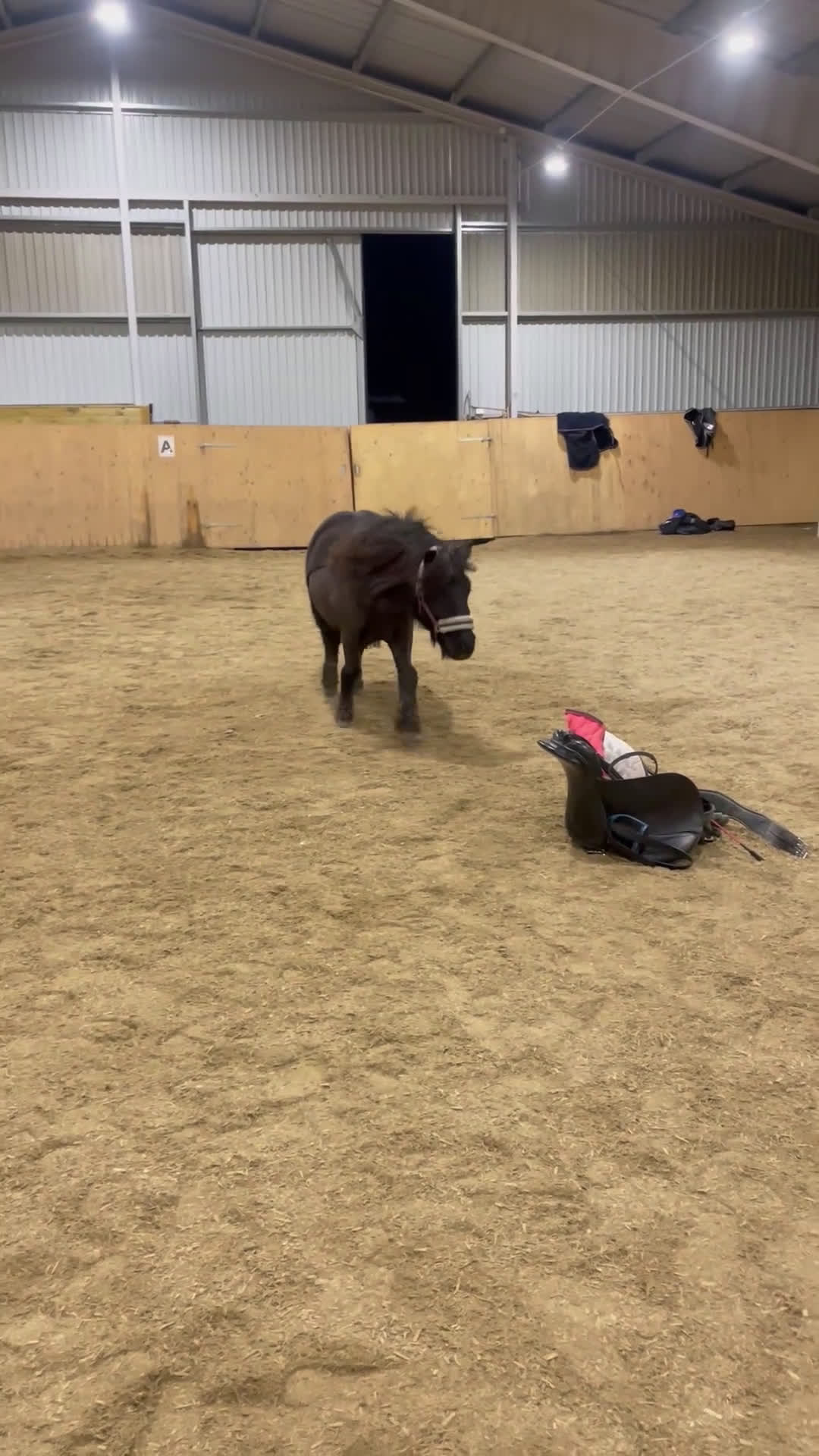 Sällskap hästar till salu: Social glad tjej i Eskilstuna - Video 1